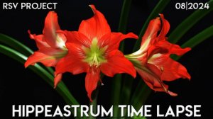 Hippeastrum Time Lapse | 08/2024