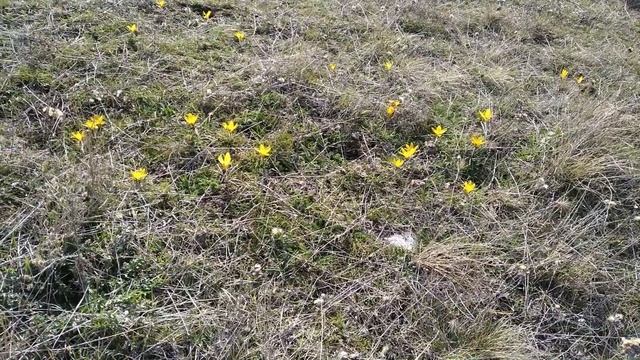 Крокусы - цветы солнца и весны. Крым, Судак 2021, Меганом, мартовская прогулка смотреть онлайн