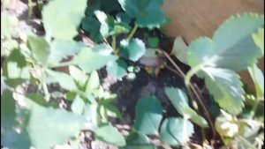 Пирамида для клубнике