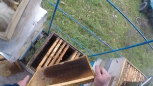 Пасека в ноябре 6 месяцев пчелы без пчеловода #2