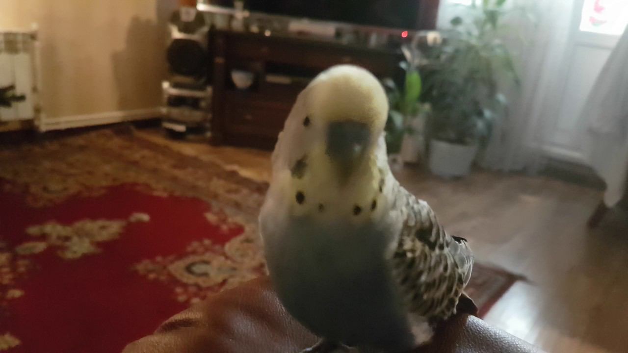 Кузя красафчик смотреть онлайн