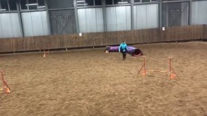 Йоркширские терьеры Юкас и Юта | Соревнования по аджилити в Екатеринбурге