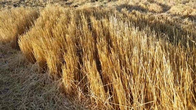 К 701 и БДМ 7 лущение стерни. ТОО S-Agro KZ &Salamatov смотреть онлайн