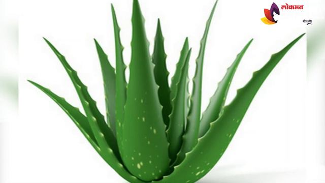 कोरफड वापरताना करू नका या चुका | How To Apply Aloe Vera on Skin | Benefits Of Aloe Vera смотреть онлайн