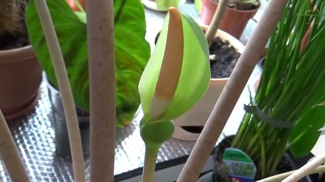 Цветение Alocasia "Nairobi nights". Стоит ли обрывать цветы у Алоказии.