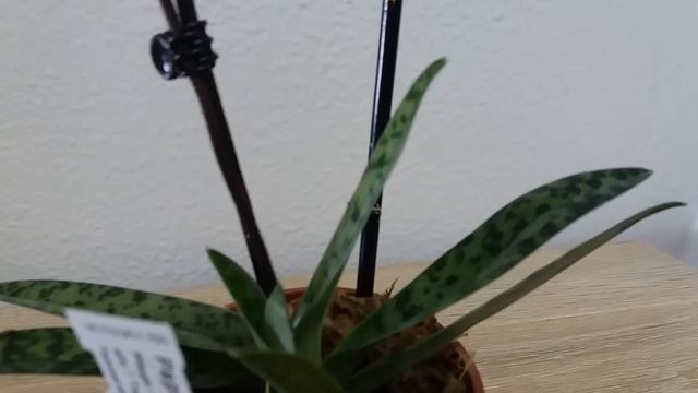 Новые башмачки в коллекции. смотреть онлайн