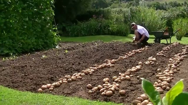 СЕМЕННОЙ КАРТОФЕЛЬ в Могилеве - Могилев : Элитные Сорта ПОЧТОЙ | Беларусь смотреть онлайн