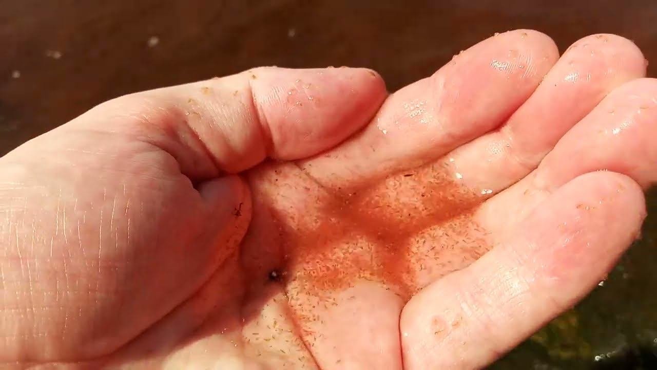 Результат внесения хлореллы