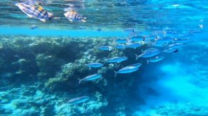 Потрясающий коралловый риф Domina Coral Bay и его обитатели. Барракуда, Скат, рыба Триггер, Крылатк