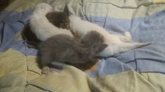 Котята