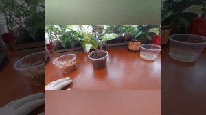 How to Propagate Syngonium Albo - Easiest Way to Multiply Your Tropical and Subtropical Plants