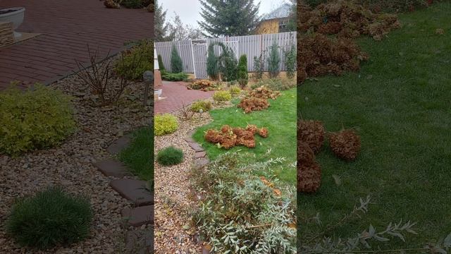 Обязательно сделайте так с гортензией перед зимой! И пышные цветение обеспечено! смотреть онлайн