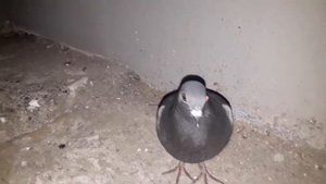 Сбой в матрице. Животные ведут себя странно!