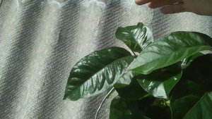 Лимон из косточки. Формирование компактного куста и ускорение плодоношения.