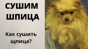 Как сушить шпица? Влог заводчика собак.