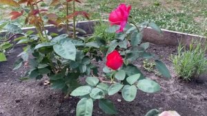 Какие цветы сажать на даче