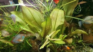 #9 Гуппи. Разведение, селекция и уход    / Аквариумистика с Геннадием Посейдонычем