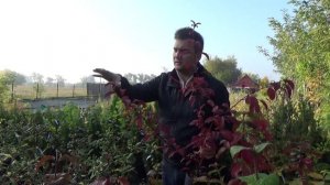 Viburnum bodnantense 'Dawn' – Kikeleti bangita