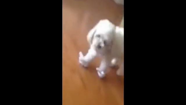 Смотреть видео приколы с котами 5 смотреть онлайн