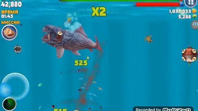 Hungry shark акула большой папочка (дунклиостей)