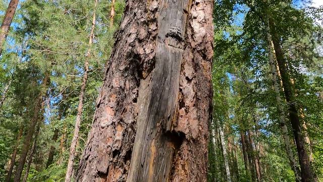Изуродованные и повреждённые сосны в нацпарке Бузулукский бор из-за добычи смолы и живицы дерева! смотреть онлайн