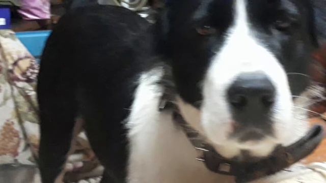 САО. АЛАБАИ/ВОЛКОДАВЫ. ПРИШЛА ЗИМА...а с нею - БЛОХИ... смотреть онлайн