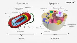 Эукариоты и прокариоты | Биология 10 класс #12 | Инфоурок