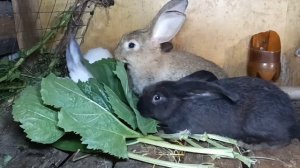 Кормление кроликов зерном или комбикормом...