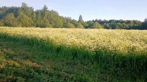 деревня Владимировка