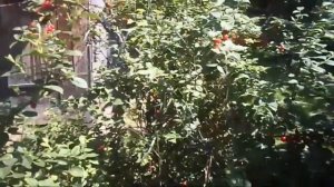 Железов В  Войлочная вишня  Урожай 2016 год