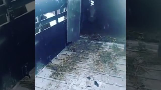 Быки живым весом на экспорт. Доставка. Продажа коров, быков.