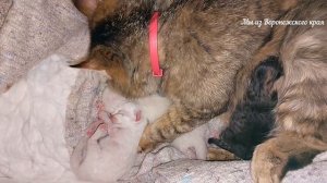 Прибавление у кошки Муськи/Впереди лето!/ Новоусманский район/28 мая 2023г