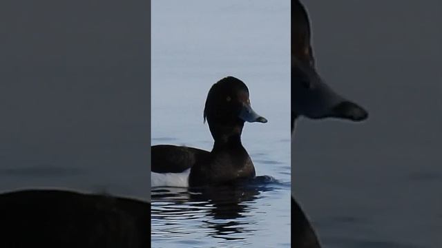 Хохлатая чернеть в НП "Онежское Поморье" TUFTED DUCK