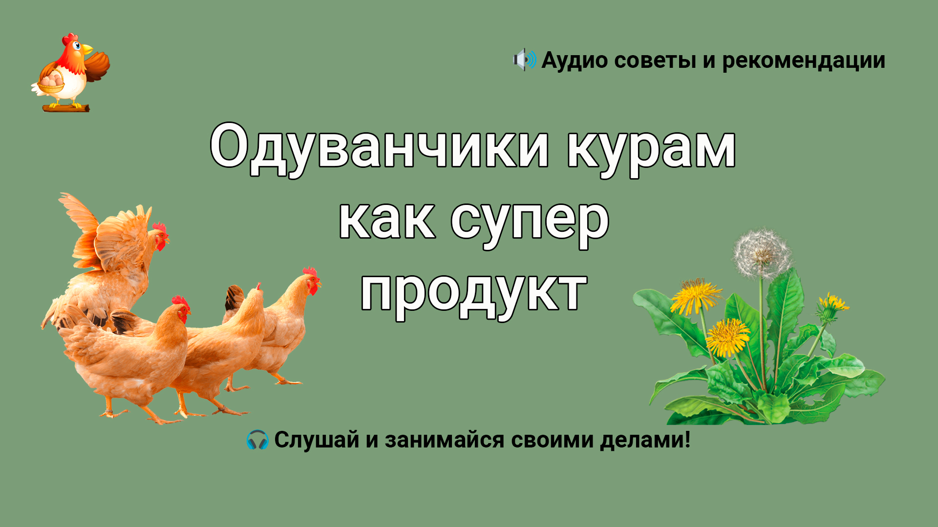 Одуванчик для кур несушек. Трава Курочка. Как курицам давать крапиву. Цыплята и одуванчики во второй младшей группе.