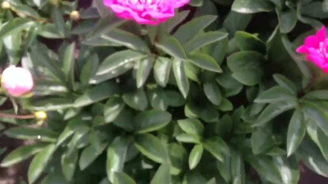 Peony Pink Pom Pom - www.peonyshop.com смотреть онлайн