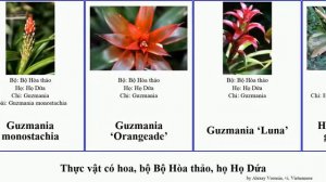 Thực vật có hoa, bộ Bộ Hòa thảo, họ Họ Dứa aechmea gai angiosperms cyanea insignis Guzmania Chi