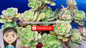 Echeveria Victor: Guia Completo Desta Suculenta