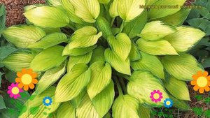 Хоста гибридная Голд Стандарт. Краткий обзор, описание характеристик hosta hybrida Gold Standard