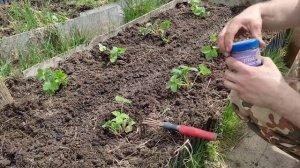 Как рыхлить землю. Торнадик на огороде. Уход за грядками