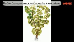Кабомба в аквариуме, каролинская, водная, красная, как сажать, размножение, как обрезать.