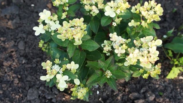Гортензия Полистар (Polestar)-  одна из самых миниатюрных метельчатых гортензий