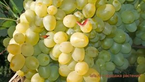Виноград плодовый Супер-Экстра (vitis) ? обзор: как сажать, рассада винограда Супер-Экстра