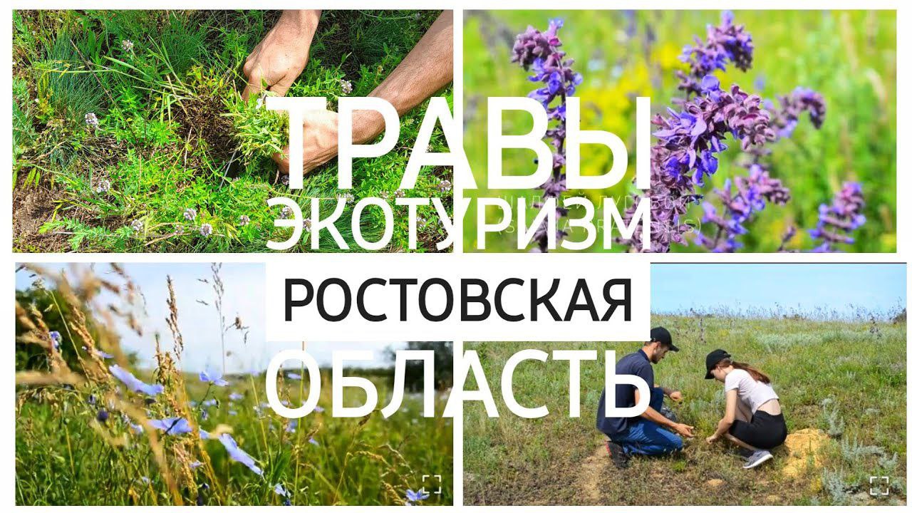 ЛУЧШИЕ ТРАВЫ ДЛЯ ЗДОРОВЬЯ из которых вы можете сделать ВКУСНЫЙ ЧАЙ - сезон СБОРА ТРАВ ЭКОТУРИЗМ ??
