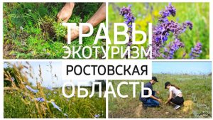 ЛУЧШИЕ ТРАВЫ ДЛЯ ЗДОРОВЬЯ из которых вы можете сделать ВКУСНЫЙ ЧАЙ - сезон СБОРА ТРАВ ЭКОТУРИЗМ ??