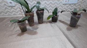 Как укрепить иммунитет орхидеям.