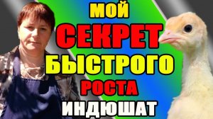 Мой СЕКРЕТ быстрого РОСТА индюшат. Кормление и содержание.