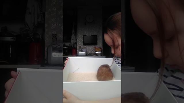 Хомяк купается в песке смотреть онлайн