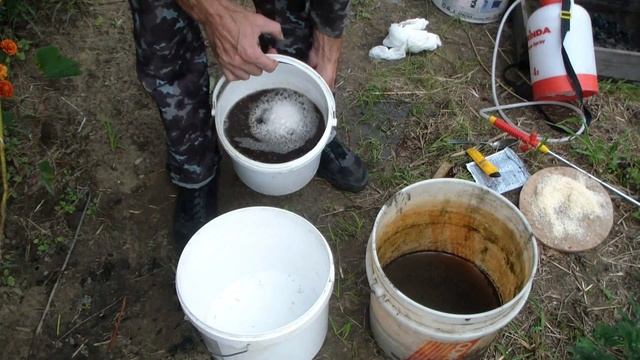 Обработка винограда осенью. Зола,марганцовка,фитоспорин.