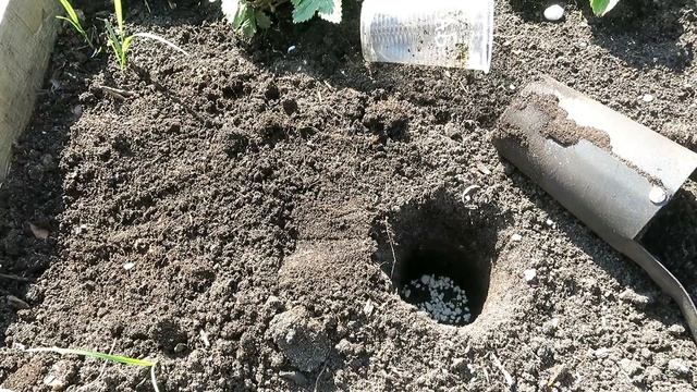 Земляника из семян. Высадка в открытый грунт / 2 способа высаживания