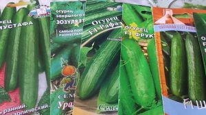 Посев Огурцов Длительного Срока Плодоношения на Рассаду Пророщенными Семенами в Чашках Петри.